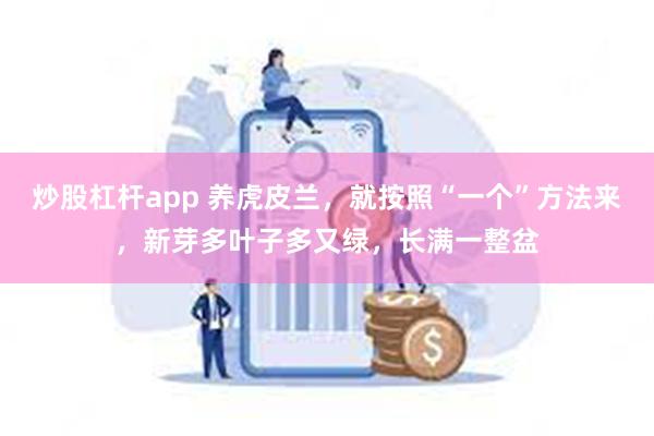 炒股杠杆app 养虎皮兰，就按照“一个”方法来，新芽多叶子多又绿，长满一整盆